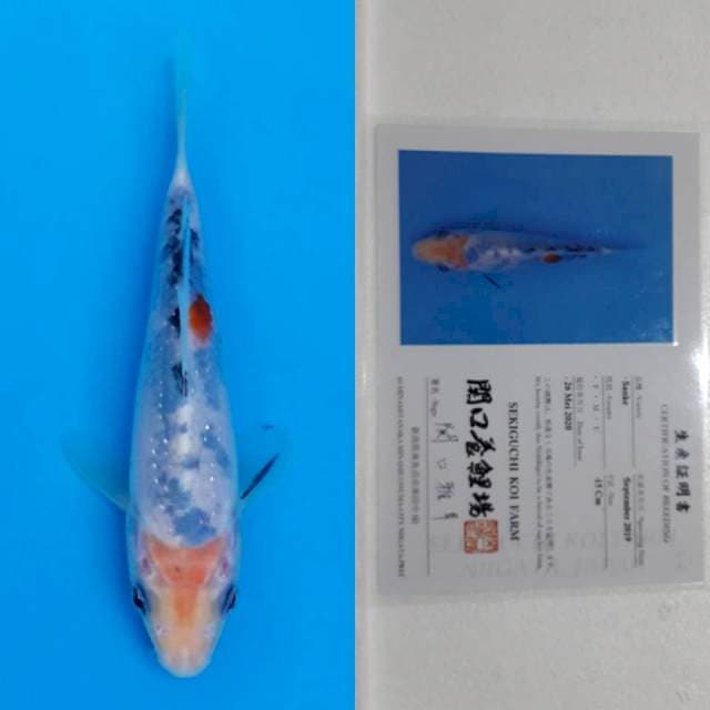 Sanke sekiguchi 16cm serti