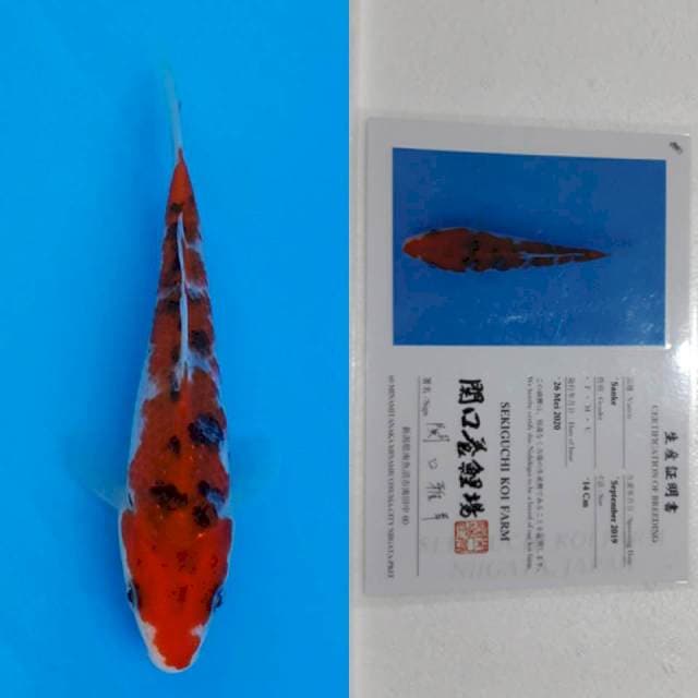 Sanke sekiguchi 15cm serti