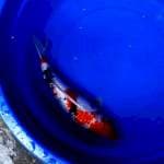 SHOWA GINRIN 46CM/F..Bulky