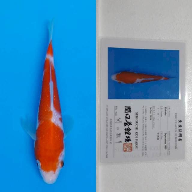 Kohaku sekiguchi 17cm serti