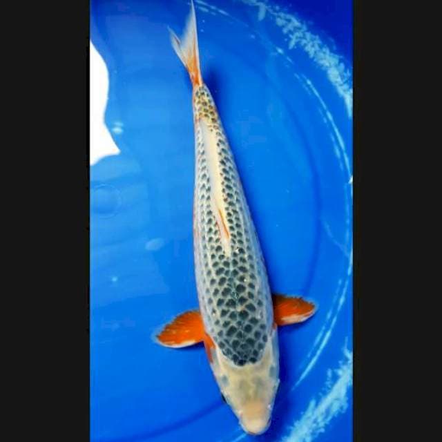 Asagi 37cm female