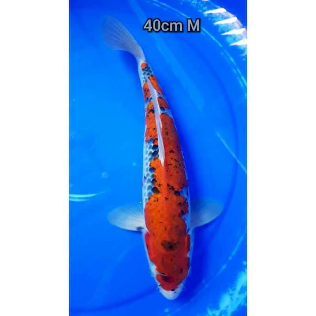 Goshiki 40cm male