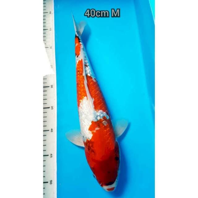 Showa ginrin 40cm male