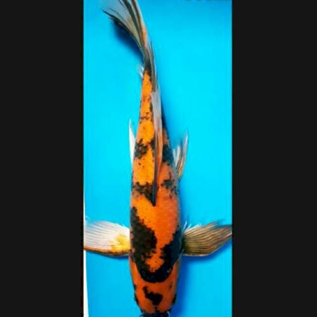 Utsuri kumpay 36cm