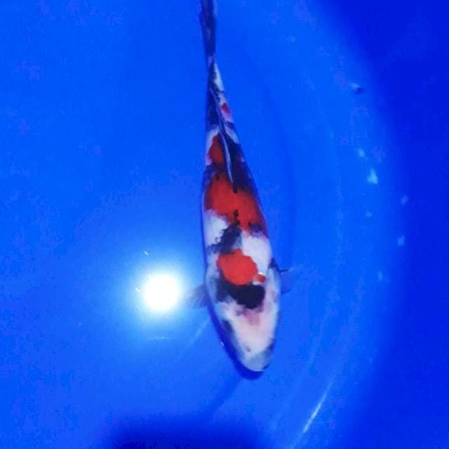 SHOWA 28CM..CLIINGG..