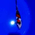 SHOWA 28CM..CLIINGG..