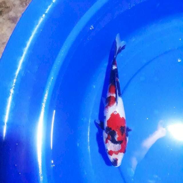SHOWA 28cm Cleengg