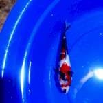 SHOWA 28cm Cleengg