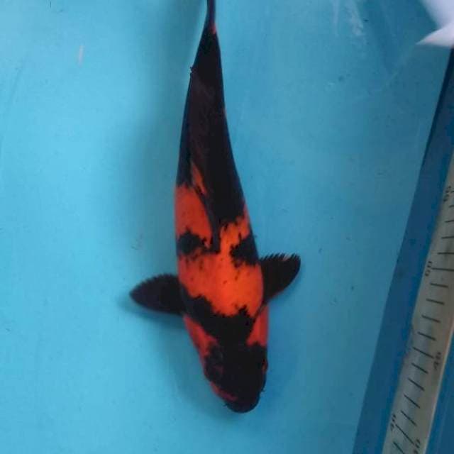 HI UTSURI