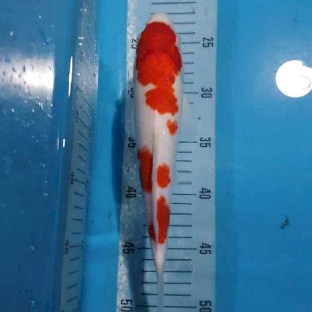 Kohaku strong,korban PHP
