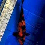 Hi Utsuri Shinoda Serti Breeder