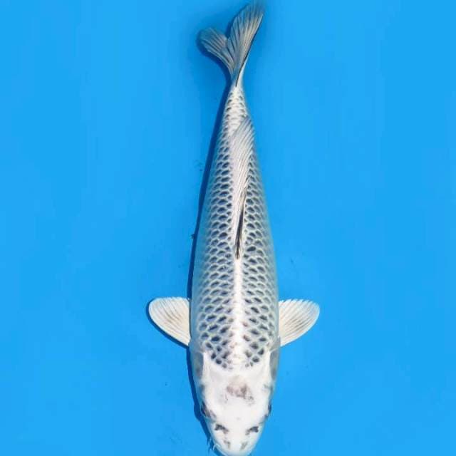 37cm , Gin Matsuba 1