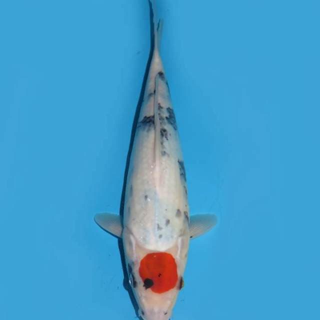 32cm , Fujiyama - Tancho Showa Tategoi 