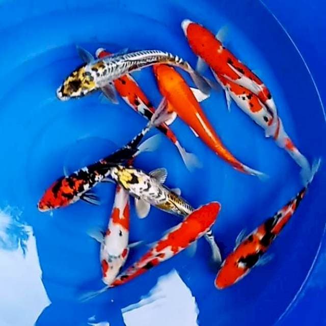 Mix jos 28-30cm