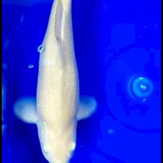 Midori bulki bodi bengkok 39 cm