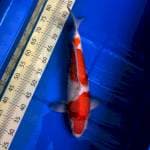 Kohaku F1 Jumbo