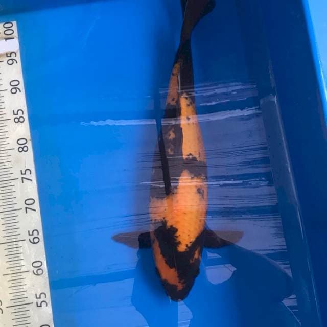 Hi Utsuri Shinoda Serti Breeder Jumbo
