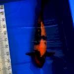 Hi Utsuri Shinoda Serti Breeder Jumbo