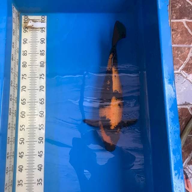 Hi Utsuri Shinoda Serti Breeder Jumbo