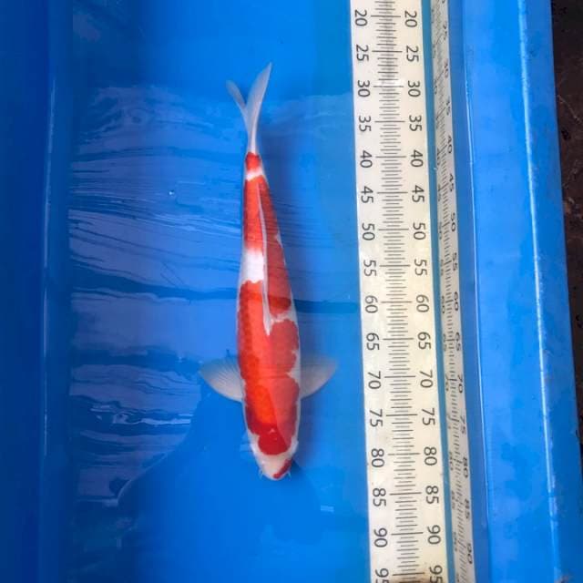 Kohaku Beni Strong