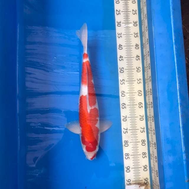 Kohaku Beni Strong