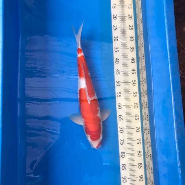Kohaku Beni Strong