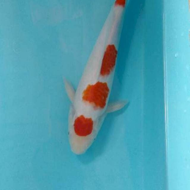 Maruten kohaku 34cm