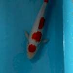 Maruten kohaku 34cm
