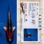 "BOOM SALE" Kujaku for show with sertificate farm genjiro