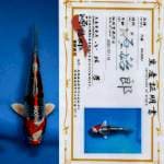 "BOOM SALE"Kujaku strong for show with sertificate farm GENJIRO