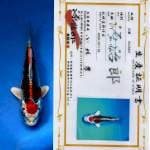 "BOOM SALE"Kujaku Quality for show with sertificate farm GENJIRO