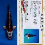 "BOOM SALE" Kujaku for show with sertificate farm GENJIRO