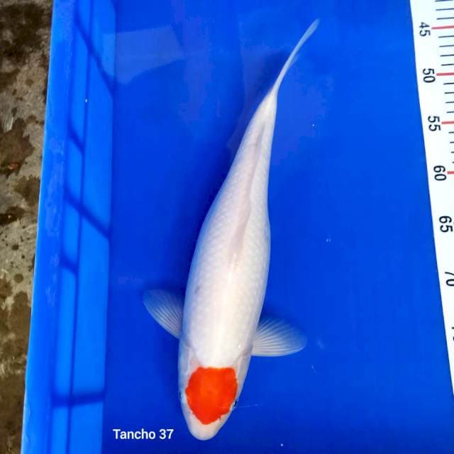 Original tancho 37