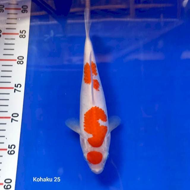 Maruten kohaku 25
