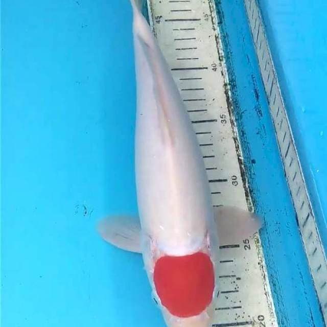 Tancho 30cm