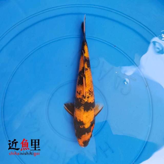 Utsuri I 24 cm
