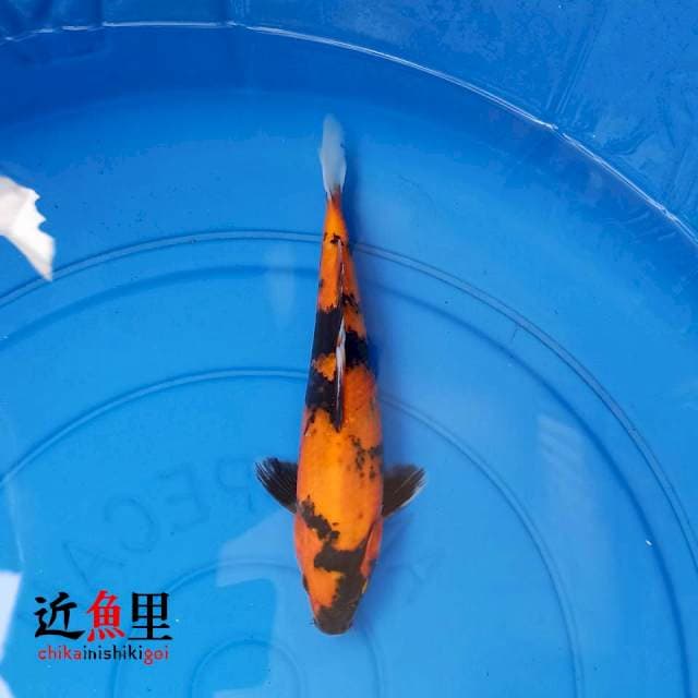 Utsuri II 23 cm