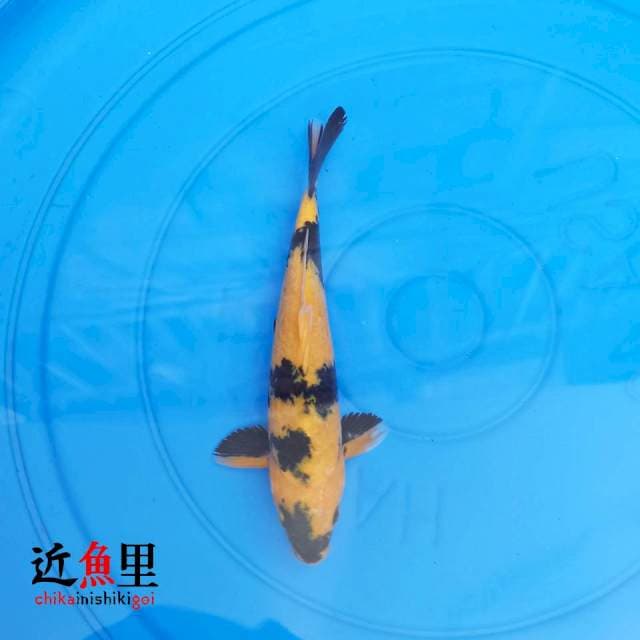 Utsuri IV 22 cm