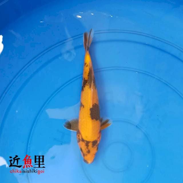Utsuri VI 22 cm