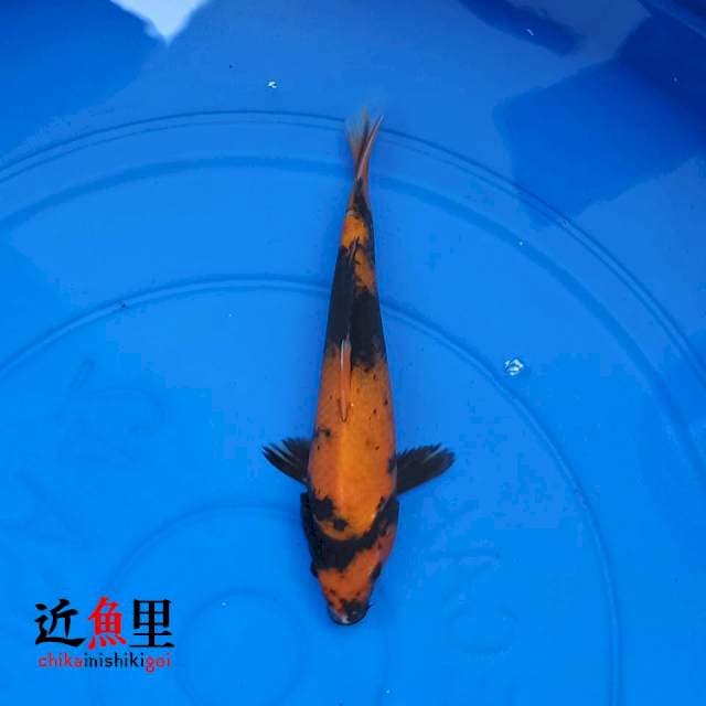 Utsuri VII 21 cm