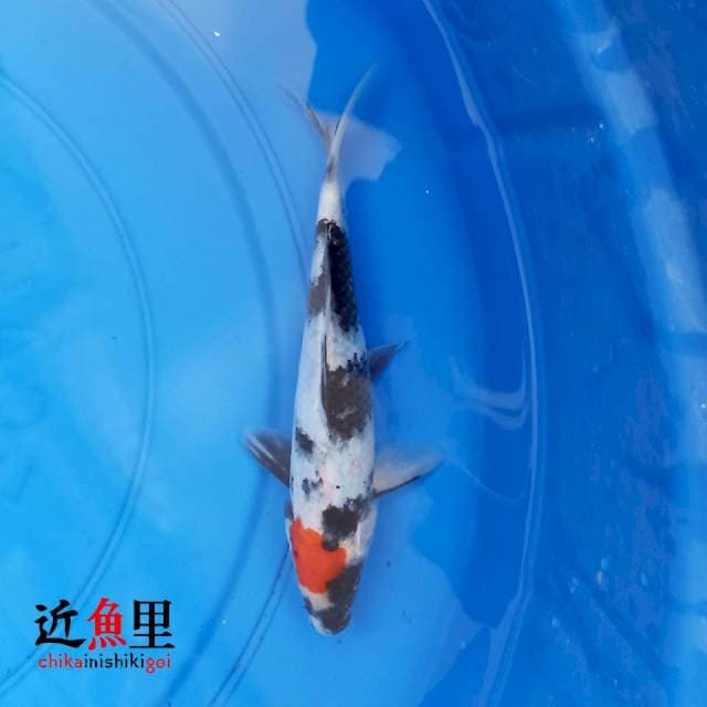 Tancho Showa 21 cm
