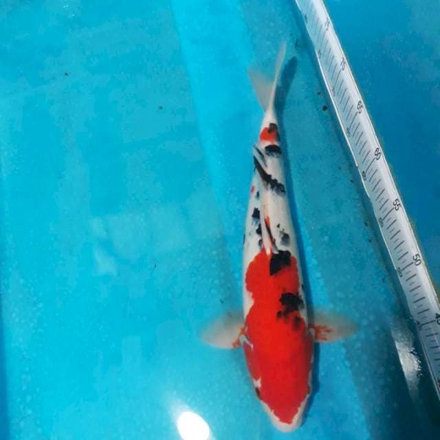 SANKE Male 40CM..CLEENGGG..