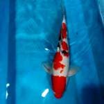 SANKE FEMALE 40CM..JUOOSSS 