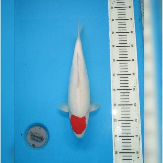 F1 TANCHO KOHAKU BULKY