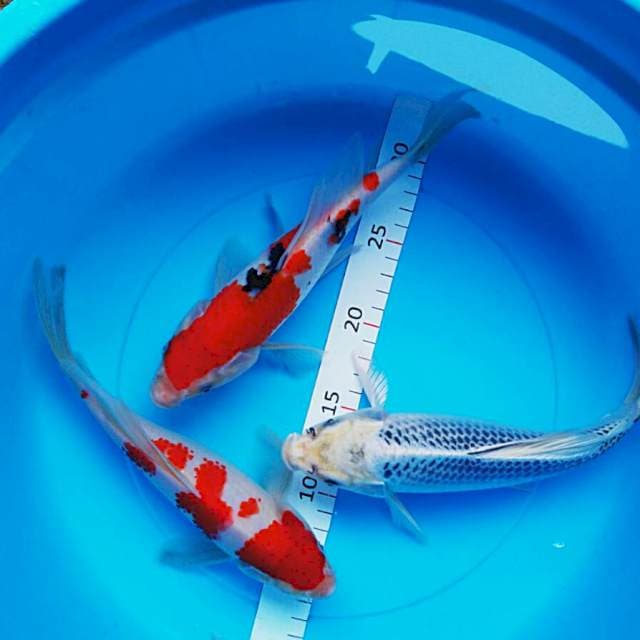 Trio kumpay jos 26cm