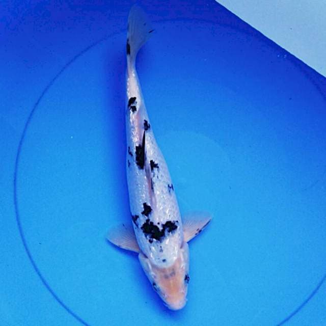 Bekko ginrin 30cm male
