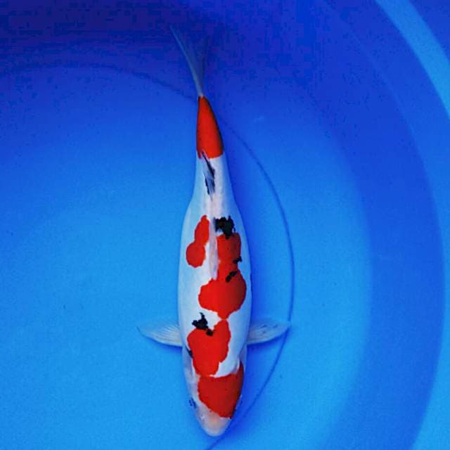 Sanke doitsu 33cm
