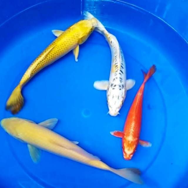 Mix 20-29cm 4 ekor