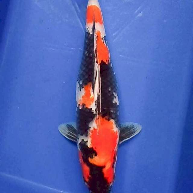 Showa 35 cm fm 