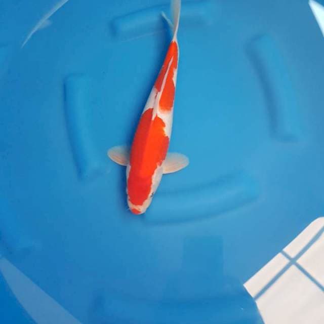 Kohaku sq 35bu